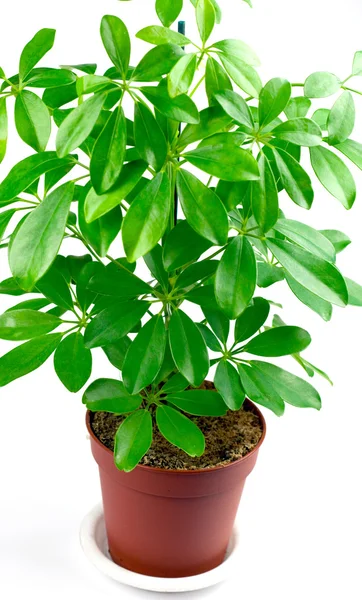 schefflera arboricola üzerinde beyaz izole