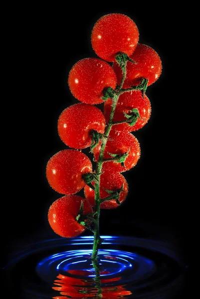 Гілка помідорів у воді — стокове фото