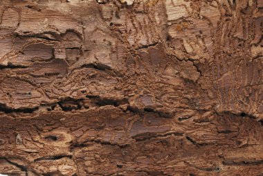 Tree bark texture background clipart