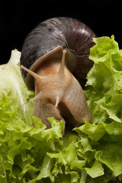 Schnecke auf Salat — Stockfoto