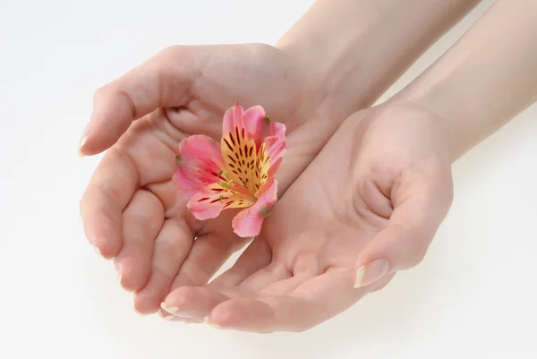 Woman hands holding a flower — Stock Photo, Image