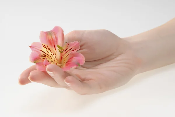 Woman hands holding a flower — Stock Photo, Image