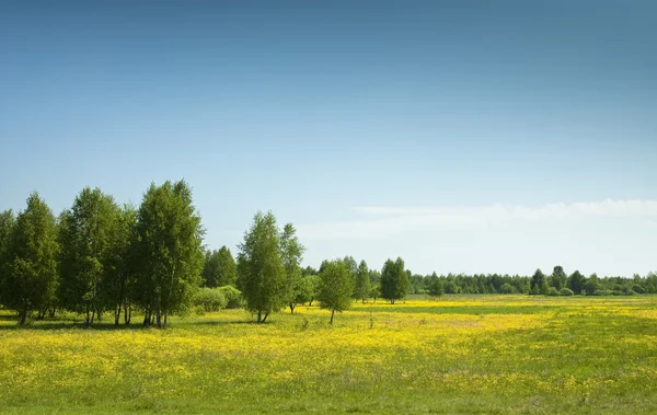 stock image Summer spring fields & alley