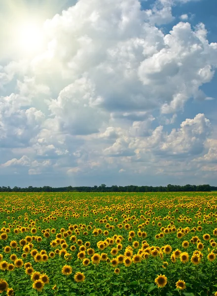 stock image Field of sunflowers