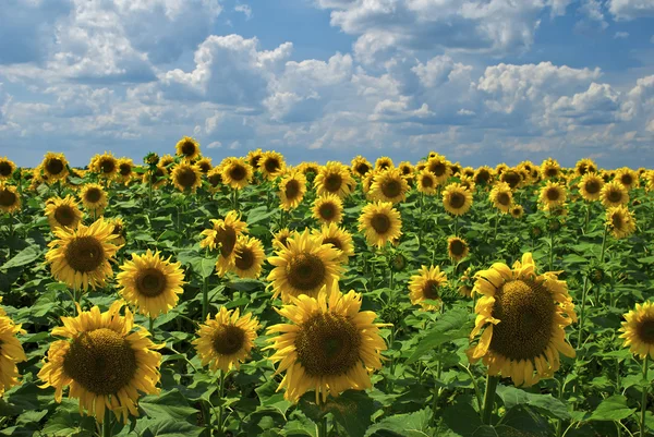 stock image Field of sunflowers