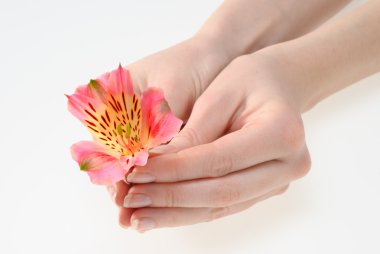 kadın bir çiçek tutan eller