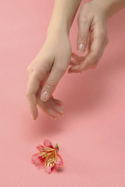Woman hand and flower — Stock Photo, Image