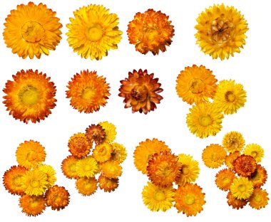 Set of different flower blossoms. clipart