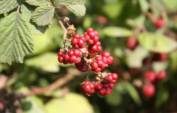 stock image Raspberrycane and raspberries