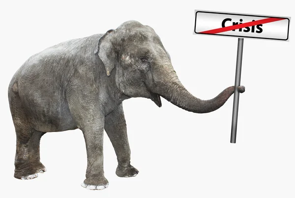 Изолированный слон и дорожный знак — стоковое фото