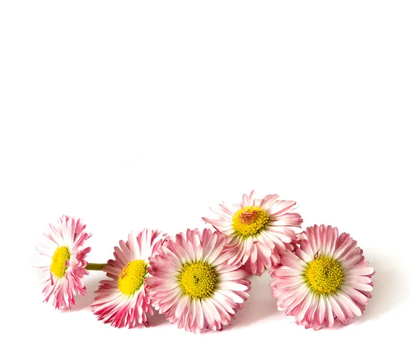 Pět daisys — Stock fotografie