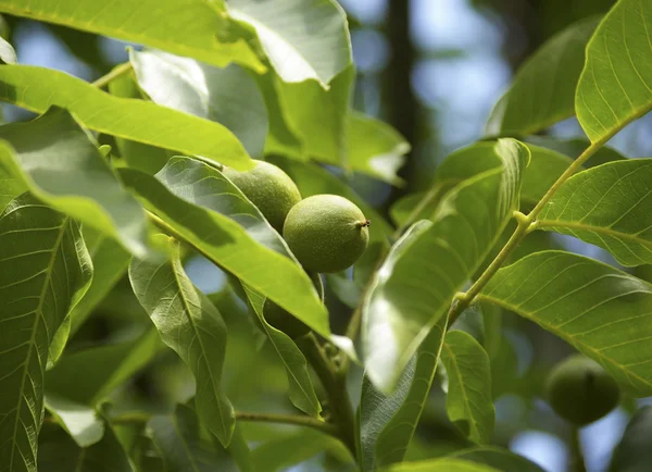 stock image Green walnuts in the tree