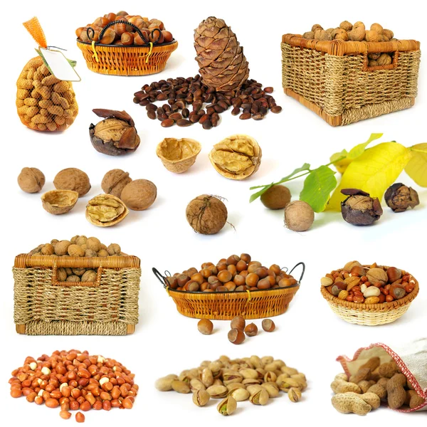 Ořechy kolekce — Stock fotografie
