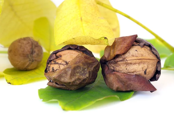 Walnut and leaf — Stock Photo, Image