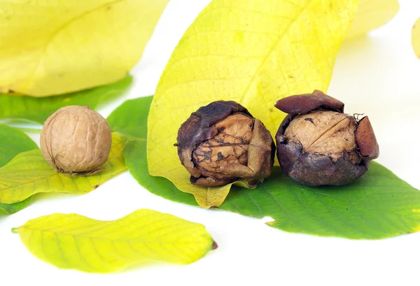 Čerstvé vlašské ořechy, izolované na bílém — Stock fotografie