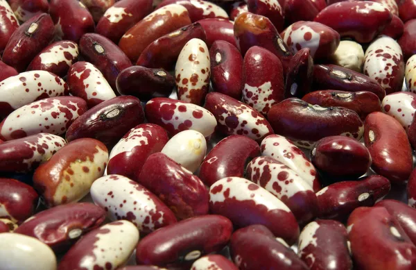 Haricot fazole — Stock fotografie