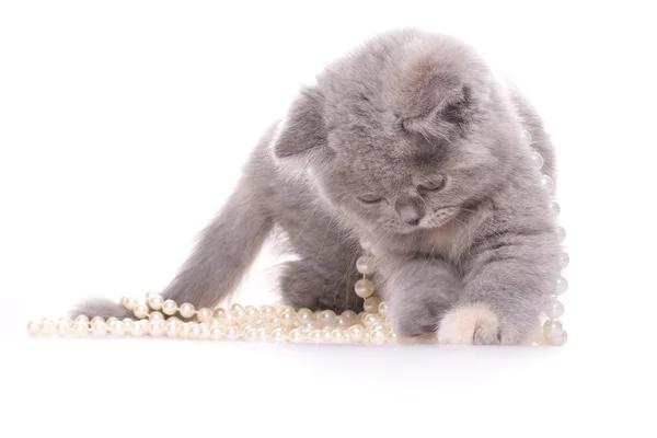 Küçük kedicik — Stok fotoğraf