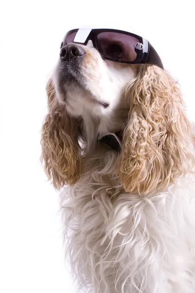 白い背景をした可愛い犬 — ストック写真
