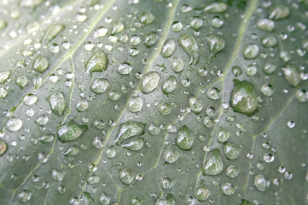 Мокрий зелений лист — стокове фото