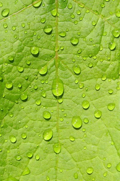 stock image Wet green leaf