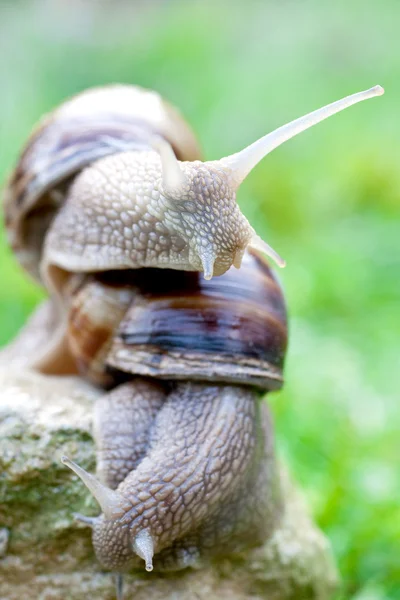 stock image Snail on a green grass