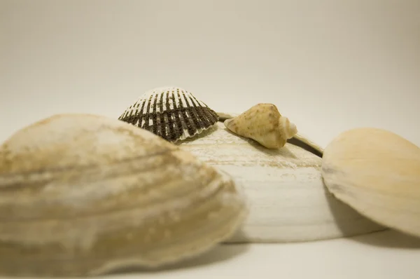 Ocean shells — Stock Photo, Image