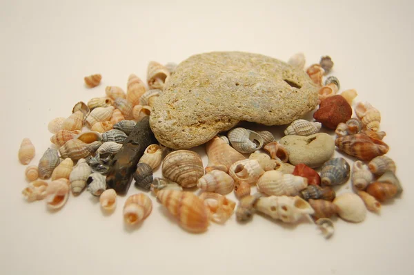 Pedras e um monte de pequenas conchas — Fotografia de Stock