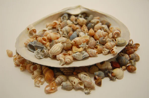 Um grande e um monte de pequenas conchas — Fotografia de Stock