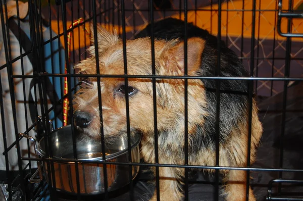 stock image Poor dog in a cage