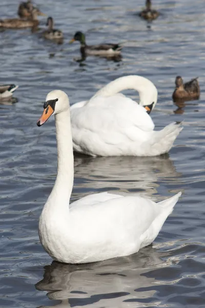 Swan och ankor på vattnet — Stockfoto