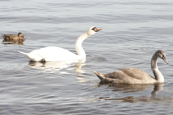 Swan en eenden op het water — Stockfoto