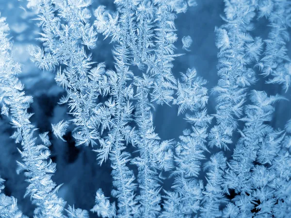 Modré mrazivý přírodní vzor — Stock fotografie