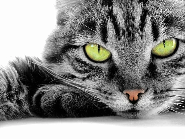 Зеленоглазый кот — стоковое фото