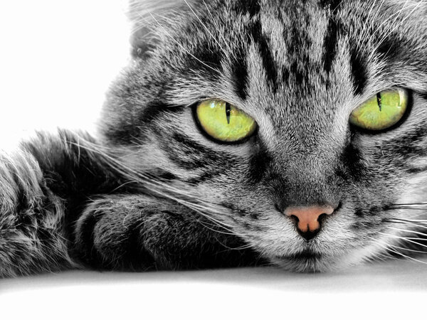 Green-eyed cat Stock Picture