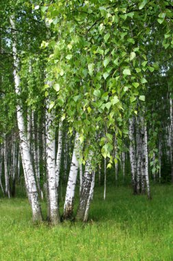 Birch trees with young foliage clipart