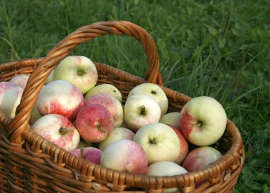 Basket with apples clipart