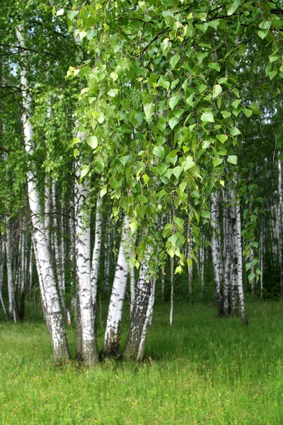 Huş ağaçları ile genç yapraklar — Stok fotoğraf
