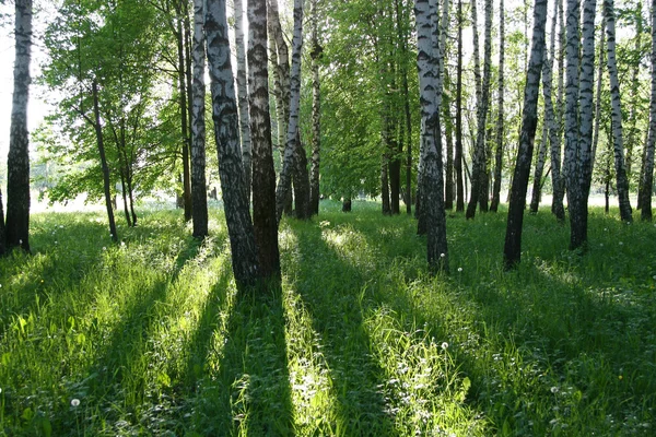 Nyírfa hosszú árnyékok — Stock Fotó
