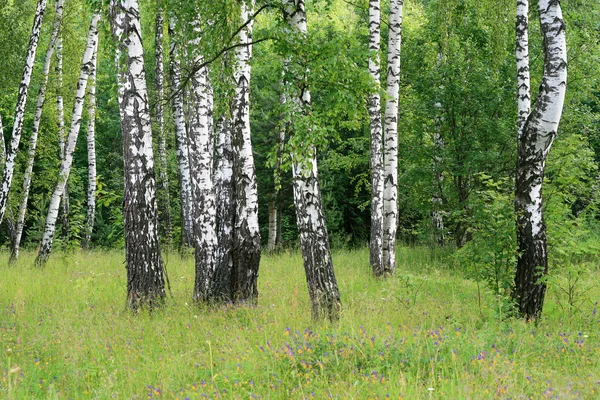 Berken bomen in een zomer woud — Stockfoto