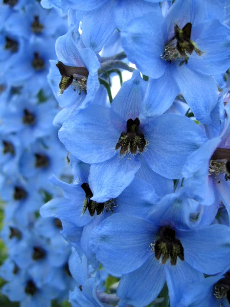 Blaue Delphinienblüten — Stockfoto