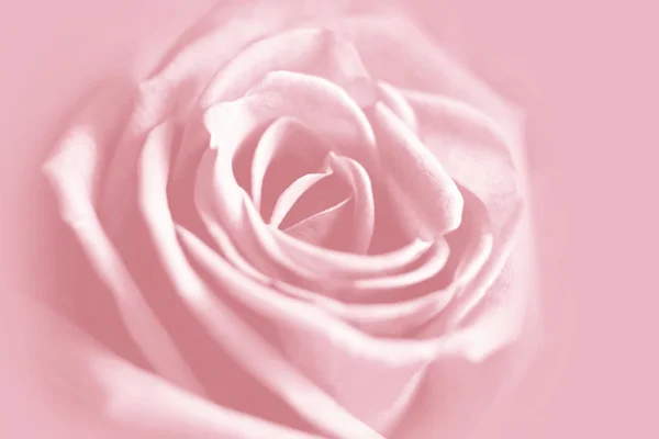 温柔粉红玫瑰背景 — 图库照片