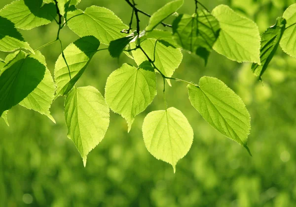 Крупный план зеленых листьев — стоковое фото
