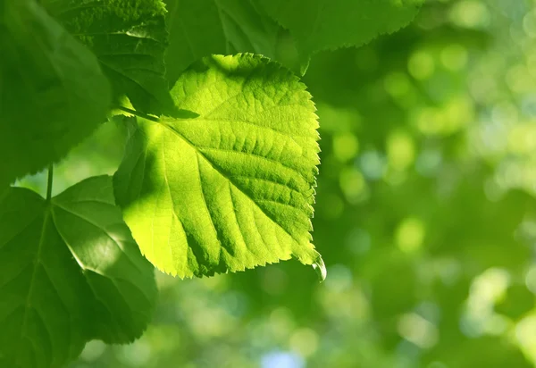 Sunlig に輝く緑の葉のクローズ アップ — ストック写真