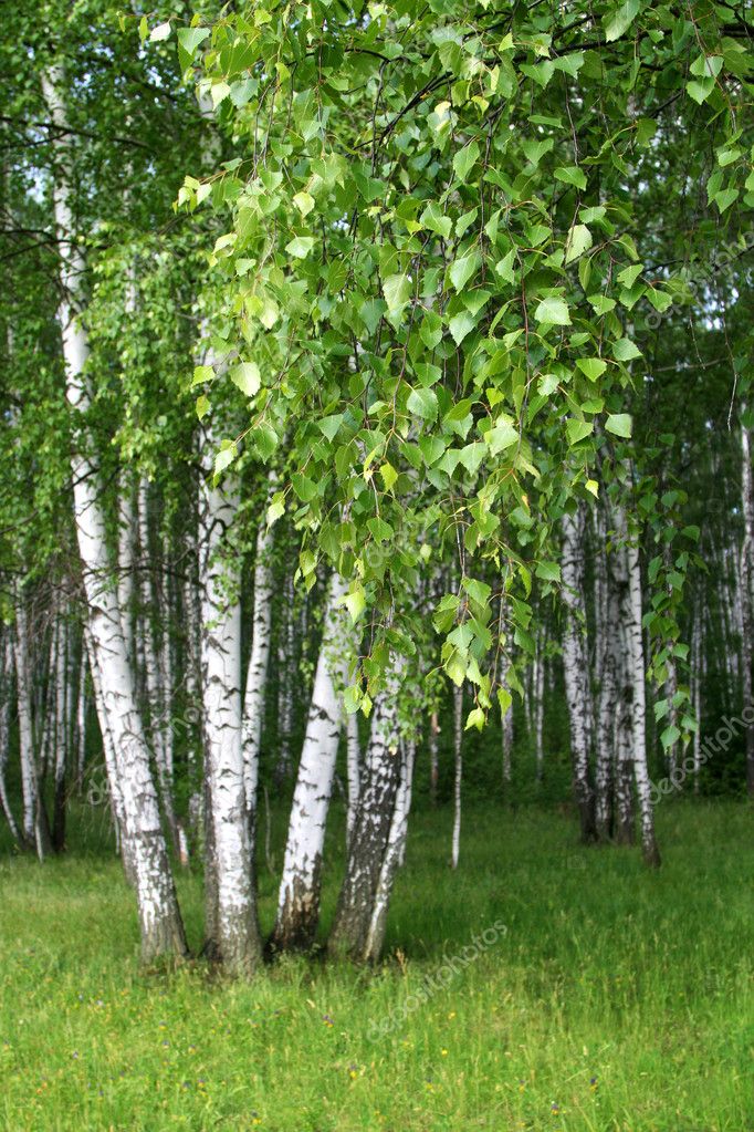 Birch trees with young foliage â€