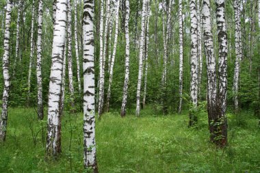 Birch forest clipart