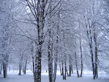 Winter trees clipart