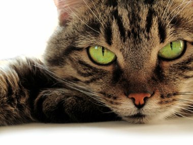 Green-eyed cat clipart