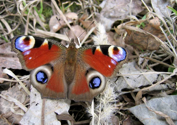 Hermosa mariposa sobre follaje seco — Foto de Stock