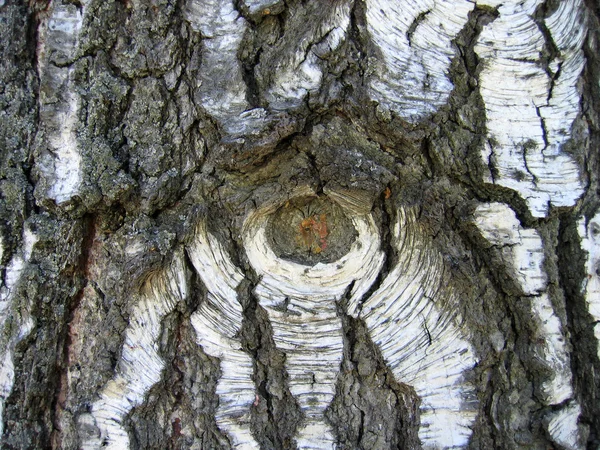 Birch bark background — Stock Photo, Image