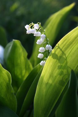 çiçek açan lily vadi flover